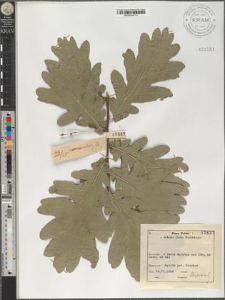 Quercus robur