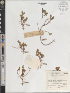 Salix herbacea L.