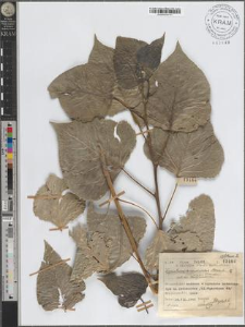 Populus ×canadensis Moench cult. var. Marylandica
