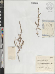 Polygonum aequale Lindman subsp. oedocarpum Lindman