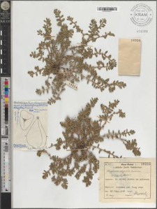 Polygonum aequale Lindman subsp. aequale H. Scholz