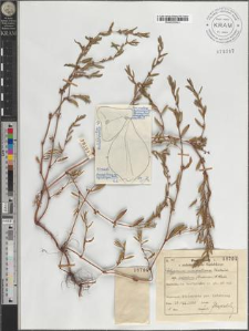 Polygonum monspeliense Thiébaud subsp. eximium (Lindman) H. Scholz