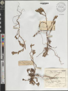 Polygonum oxyspermum Meyer et Bunge subsp. Raii (Bab.) D.A. Webb et Chater