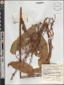 Rumex obtusifolius L. subsp. transiens (Simk.) Rech. f. × stenophyllus Ledeb.