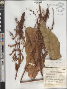 Rumex obtusifolius L. subsp. transiens (Simk.) Rech. f. × stenophyllus Ledeb.
