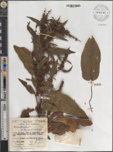 Rumex obtusifolius L. subsp. transiens (Simk.) Rech. f.