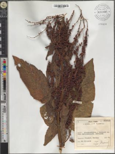 Rumex obtusifolius L. subsp. silvester (Wallr.)