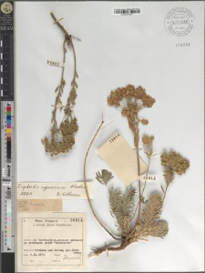 Euphorbia seguieriana Necker