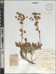 Euphorbia amygdaloides L.