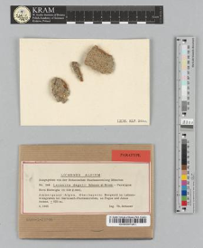 Lecanora degelii T. Schauer & Brodo