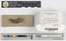 Licea parasitica (Zukal) G.W.Martin