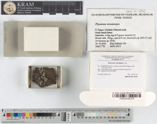 Physarum straminipes Lister