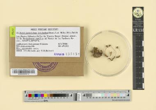 Notoligotrichum trichodon (Hook.f. et Wils.) G.L.Smith