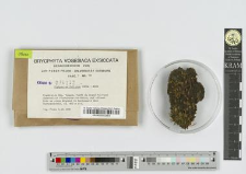 Diphyscium foliosum (Hedw.) Mohr