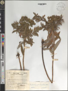 Euphorbia pseudovillosa Klok.