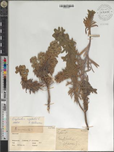 Euphorbia cfr. segetalis L.