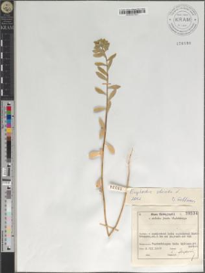 Euphorbia stricta L.