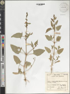 Atriplex sp.