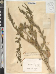 Chenopodium amaranticolor Coste et Reyn
