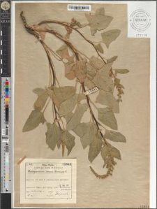 Chenopodium Bonus-Henricus L.