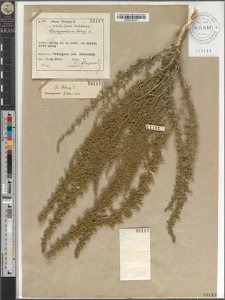 Chenopodium Botrys L.