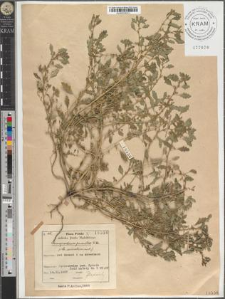 Chenopodium pumilio R. Br
