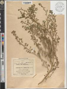 Chenopodium pumilio R.Br