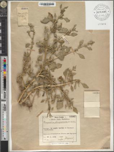 Chenopodium chenopodioides (L.) Aellen