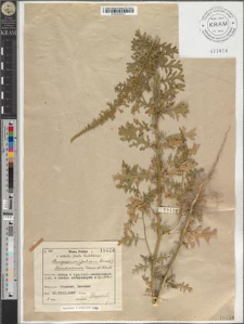 Chenopodium Schraderianum Roem. et Schult.