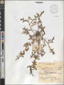 Chenopodium glaucum L. var. prostratum Beck.