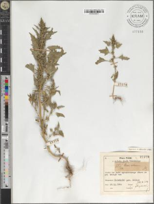 Chenopodium rubrum L.