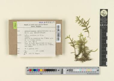 Orthostichidium involutifolium (Mitt.) Broth. subsp. involutifolium