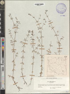 Galium palustre L. subsp. palustre
