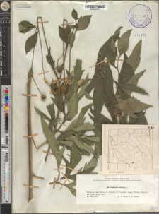 Rudbeckia laciniata L.