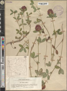 Trifolium medium L.
