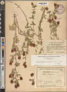 Trifolium strepens Cr.