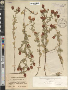 Trifolium strepens Cr.