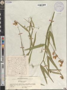 Lathyrus sylvestris L. subsp. sylvestris