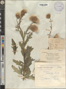 Cirsium arvense Scop. fo. mite W. Grab.