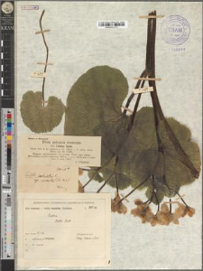 Caltha palustris L. subsp. cornuta (Sch. N. K.)