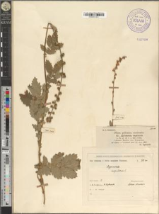 Agrimonia eupatoria L.