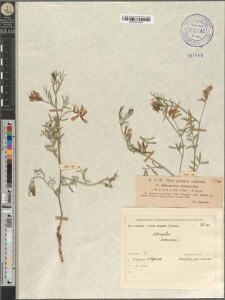 Astragalus arenarius L. fo. typica