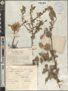 Prunus spinosa L. var. Ucrainica Błoński