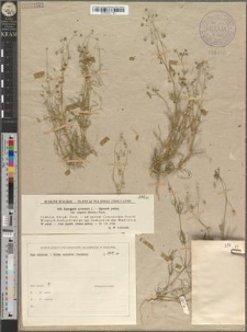 Spergula arvensis L. var. vulgaris (Boenn.) Koch.