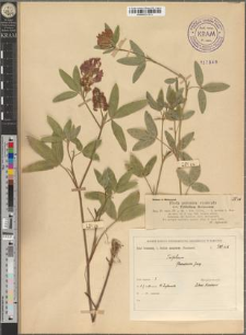 Trifolium flexuosum Jacq.