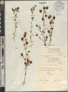 Trifolium aureum Poll.
