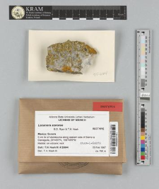 Lecanora sonorae B.D. Ryan & T.H. Nash