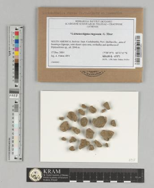 Lichenostigma rugosum G. Thor