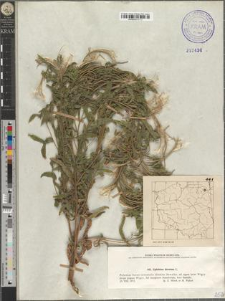 Epilobium hirsutum L.