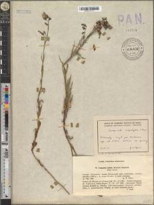 Campanula serrata (Kitaibel) Hendrych subsp. serrata